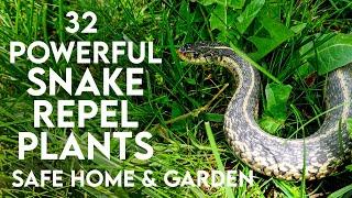 32 Powerful Snake Repellent Plants for Your Home and Garden | Natural Repellent for Snake