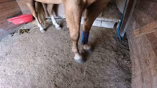 5 minutes, or less, on leg protection for your horse!  .
