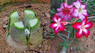 Adenium Multiple Grafting Method | Try New Technique To Graft Desert Rose Plant