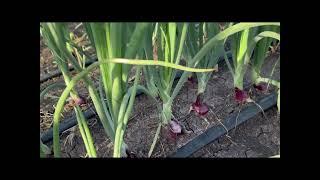 Large scale onion  farming in Kenya| Week number 8