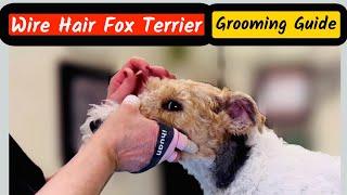 Wire Fox Terrier Grooming Made Simple, including Common Mistakes to Avoid.