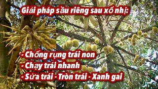 Sầu riêng vừa xổ nhị xong cần làm gì để đậu trái nhiều, chạy trái nhanh, tròn trái, xanh gai?