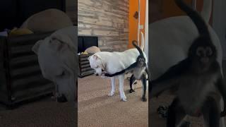 Spider monkey vs Dogo Argentino tug of war  #dog #monkey #animals #family #play #funny
