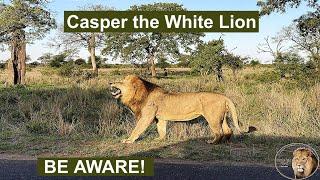 Casper The White Lion And Brothers BEWARE—Another Male Lion in Your Territory