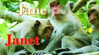 Clik Janet monkey Get Milk . Tazana breaking-heart and Jane monkey Happy