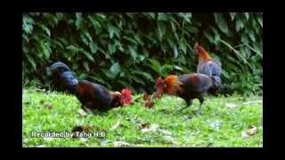 Urban Wild Chickens - The Red Junglefowl (Gallus gallus) in Singapore Part 1/2