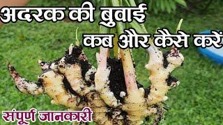 अदरक की बुवाई कब और कैसे करें संपूर्ण जानकारी,How to cultivate Ginger,Rn kushwaha