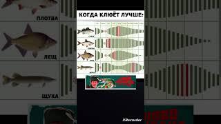 клёв рыбы по месяцам календарь рыболова