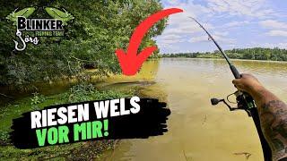 Riesen #Wels schwimmt auf #Angler zu  l #Spinnfischen auf #Waller