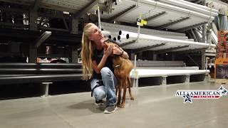 Arizona Vizsla Trainers I Best Dog Training Phoenix I Off Leash Obedience I All-American K-9