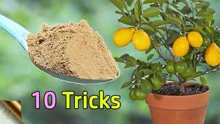 10 TRICKS TO GROW LOTS OF LEMONS | HOW TO GROW LEMON TREE IN POT | CITRUS TREE CARE