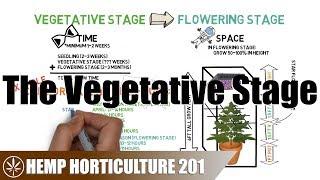 What To Do In The Vegetative Stage