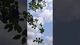 Clitoria Ternatea, Butterfly Pea