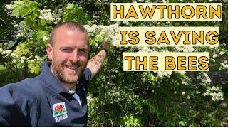 Hawthorn Tree is saving the Bees!! Hawthorn Honey!