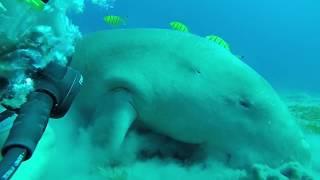 Dugong Egypt Marsa Alam