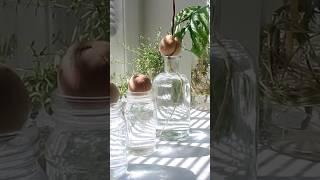 Avocado Seed to Tree in Water: The Ultimate Growing Journey Unveiled #shorts #avocado #plants