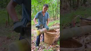 Bamboo Forest Exploration: How to Harvest and Process Bamboo Properly