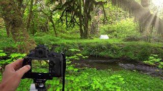  3 TIPS for BETTER FOREST PHOTOGRAPHY | Landscape Photography Tips