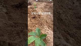 포포나무 가을 묘목 묘목판매 분양문의 010 3333 6874