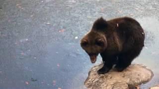 BEAR WATCHING TOURS TATRA MOUNTAIN SLOVAKIA WITH ADVENTOURA EU