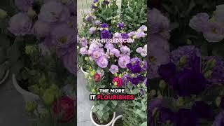 Lisianthus as know as Eustoma Zone 2-10#lisianthus #seeds #gardening #garden