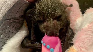 Rescuing a baby flying-fox;  this is Strawberry Daiquiri