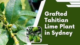 Grafted Tahitian Lime Plant in Sydney #SaiNursery #Nursery #gardenplants