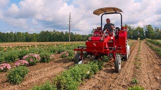 Keep Perennial Nurseries Weed Free With Only One Person