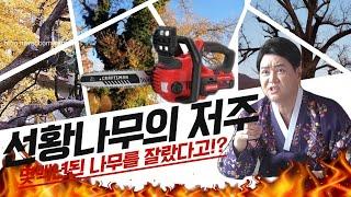 [신점왕15회]선황나무의 저주! 목신동토란!? 몇백년된 은행나무를 왜 자르냐고!! 김홍기 엑소시스트  010-9054-2902