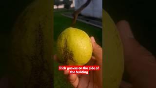 Pick guavas on the side of the building #harvestfruits #gardeningvideos #redguava #guava #shorts