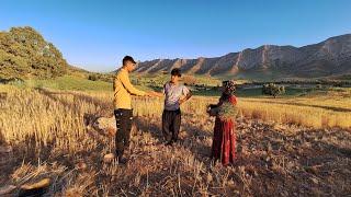 Maryam and Arash Harvest Wheat for Extra Income | Nomadic Life and Survival