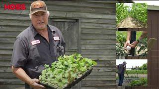 Growing Vegetables in May