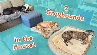 What It’s Like to Live with 3 Greyhounds