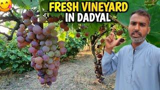 Fresh Vineyard In Dadyal Azad Kashmir || Big Grapes Garden In My Village ||  Angoro Ka Taza Bagh