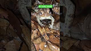 I Found This Guy While Walking In The Rain! #toad #cute #frog #cutefrog #nature