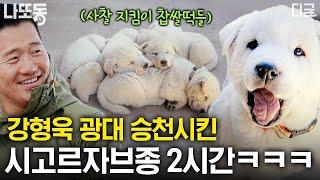 [#고독한훈련사] (2시간) 꼬리 모터 ON 시청자 마음을 단번에 사로잡은 사람 좋아하는 강아지! 자연 속에 사는 혈기 왕성한 강아지 모음 | #나중에또볼동영상