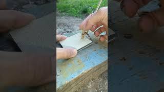Unique homemade trap #outdoor #survival #bushcraft #trap