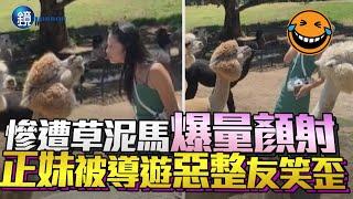 太爆笑！慘遭草泥馬「爆量顏射」　正妹被導遊惡整友笑歪｜鏡週刊