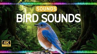 Bird Sounds Sound Effects High Quality Bird Sings, Animal Sounds Library