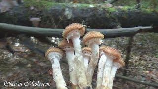 Грибы Опята Ноябрь 2018 Беларусь Mushrooms Однажды в грибах 16