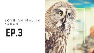 "เกาะกวางมิยาจิมา + คาเฟ่นกฮูก" Miyajima + Owl Cafe [อาสาพาไปหลง รักสัตว์] EP.3