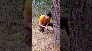 #survival #wildcamping#nature#adventur#forest #natur#7vswild #davidleichtle #lebediewildnis #alone 