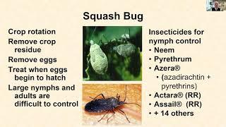 Squash Bug and Squash Vine Borer