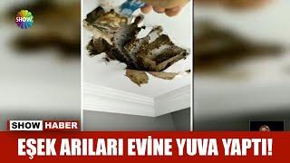 Eşek arıları evine yuva yaptı!