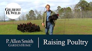 Passion for Raising Poultry | Garden Home (1103)