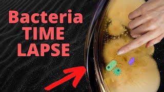 WASHED vs DIRTY Hands Bacteria TIMELAPSE (FRIGHTENING)