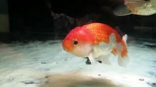 For Sale: "Waggs" Ranchu Female Goldfish Fishchick Auctions (June Sale)