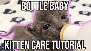 Cara Merawat Bayi Kucing Botol (Tutorial CEPAT!)