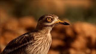 Wildpics Moments with the Eurasian Stone-curlew