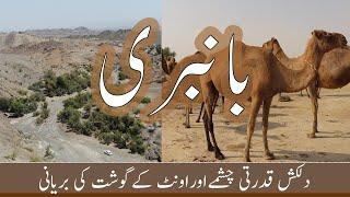 Camel Biryani | Bambri Uthal | Lasbela | Balochistan | Pakistan | Vlog # 32 |